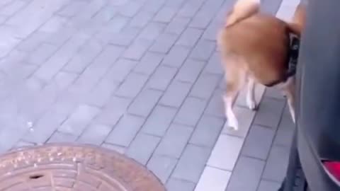 🤣 Try to laugh Funny animals 🤣