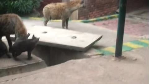 Animal Video
