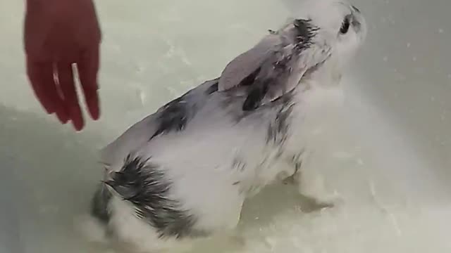 bunny is swimming