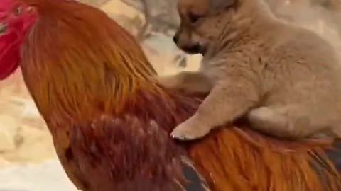 Like if pet is cute 😻cute pets animals