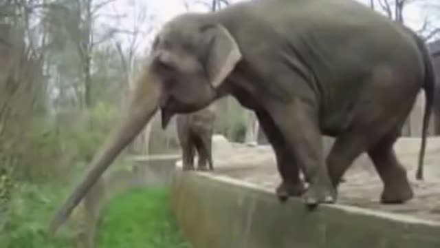 funny video Funny Elephant