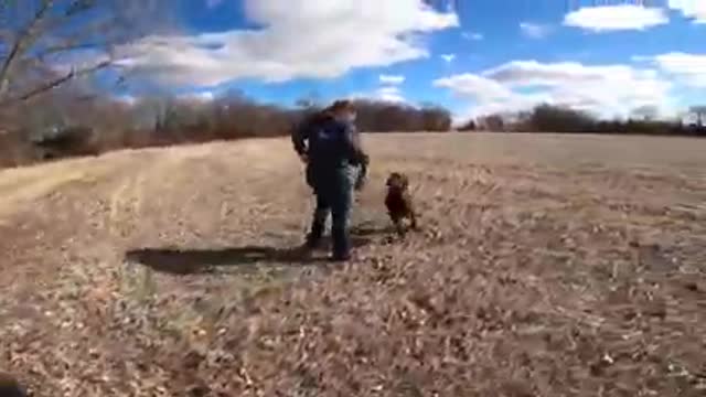 Bird dog training with pen raised Quail