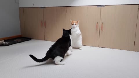 cats fight