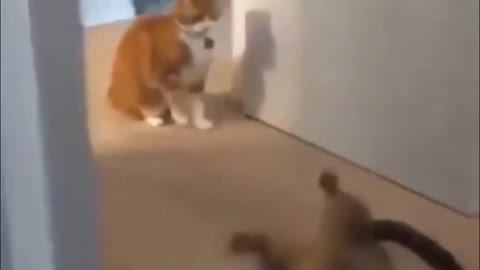 Funny Cats Doing MMA