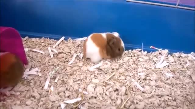 Baby Guinea Pigs Popcorning - CUTEST Compilation