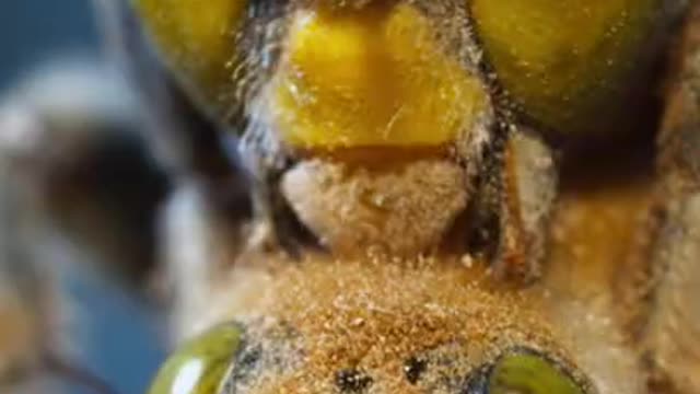 Look out for the bullfrog butt bite 👀