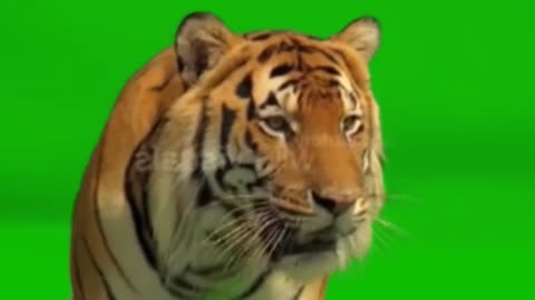 Green screen tiger, effect video