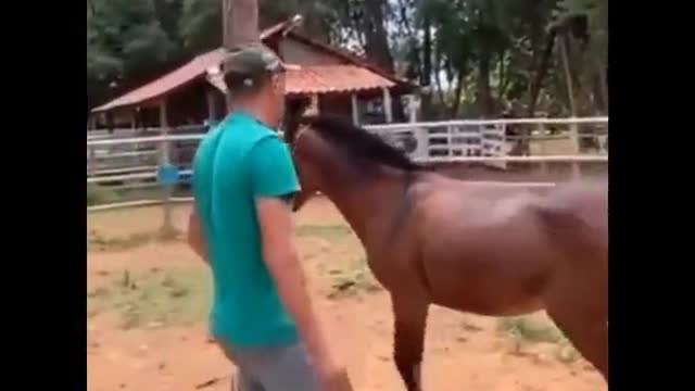 Stop pestering your horse