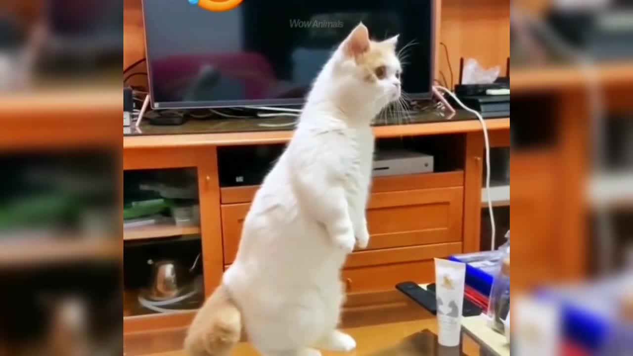 Funny animal videos,2 set.
