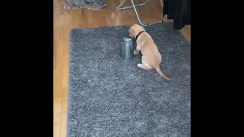 50 Minutes of Baby Dogs - Cute and Funny Dog Videos Compilation