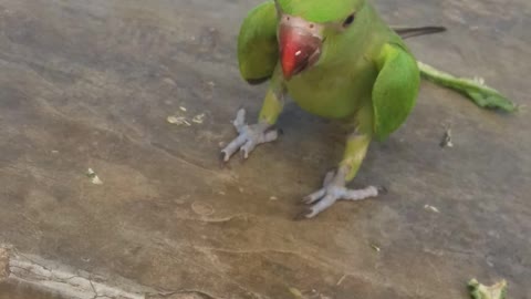 Parrot play video#short