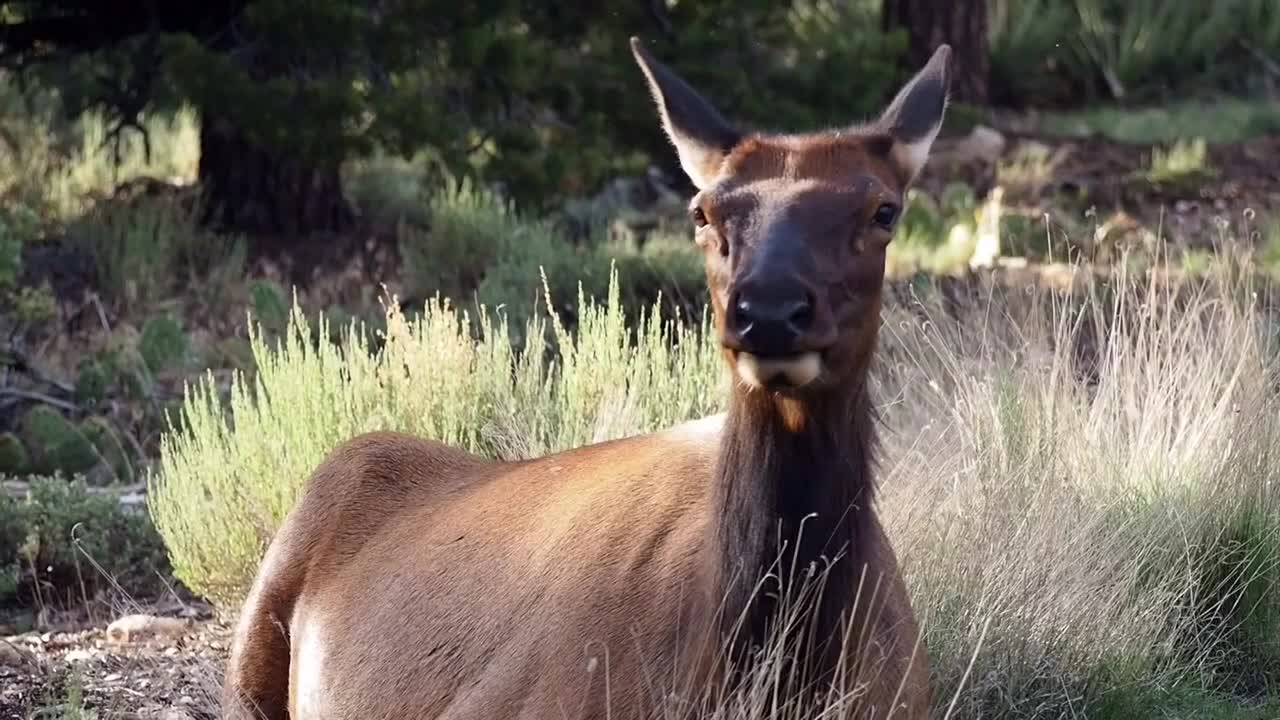 Cute wild deer relaxing on grassland