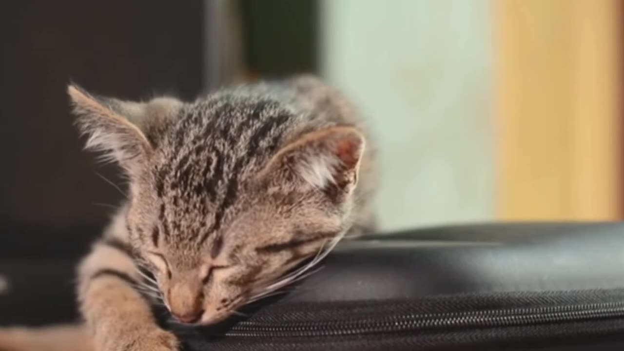 Funniest cats videos