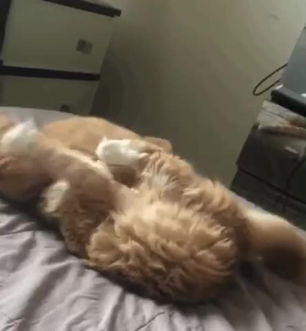 Two kittens having fun