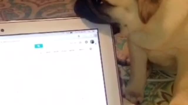 Pug puppy chews on corner of laptop