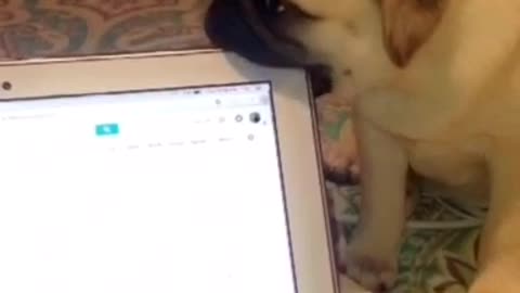 Pug puppy chews on corner of laptop