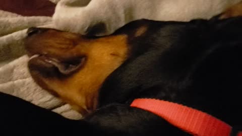 Doberman Sleeping