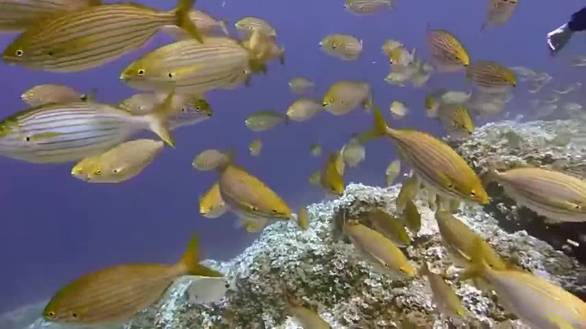 Diving Underwater Diving Ocean