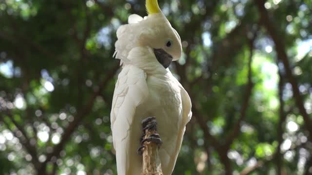 A Cockatoo on a Tree Branch