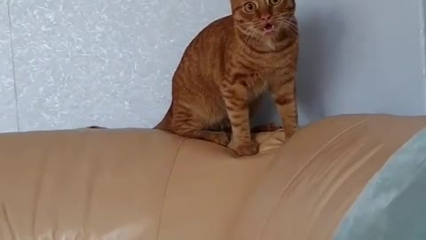 I love the insanity of cats🤪🧡