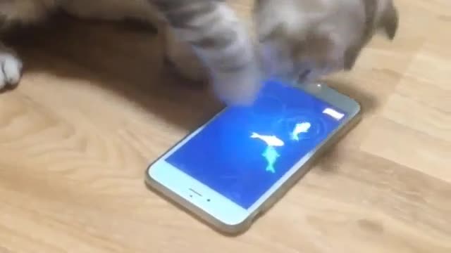 Funny cat fishing #funny cat