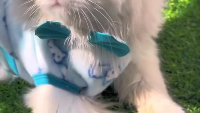 Cat video funny and transformed