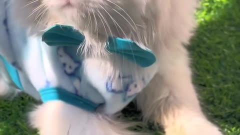Cat video funny and transformed