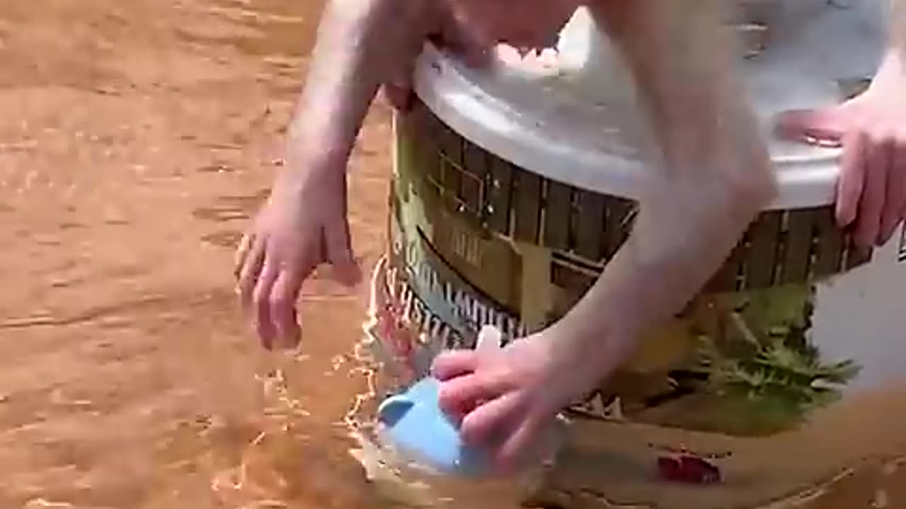 Animal funny videos
