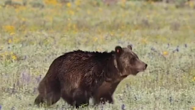 Bear video