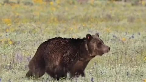 Bear video