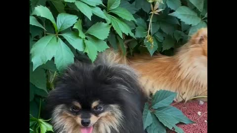 Two dogs playing in the garden