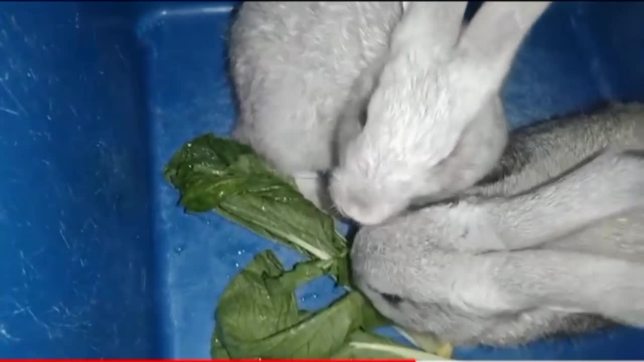 ADORABLE COUPLE RABBITS