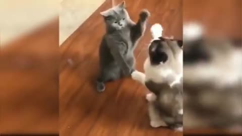 Funny cat compilation