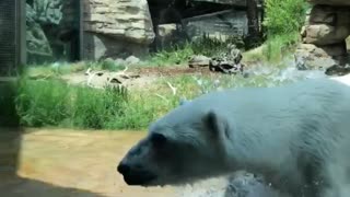 Polar Bear Catches Duck that Flew into Enclosure