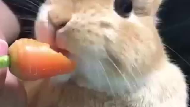 Cute Rabbit Enjoys With Carrot So Sweet