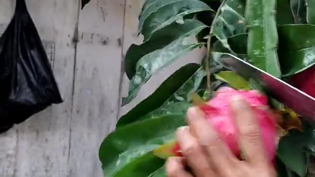 Dragon fruit harvest