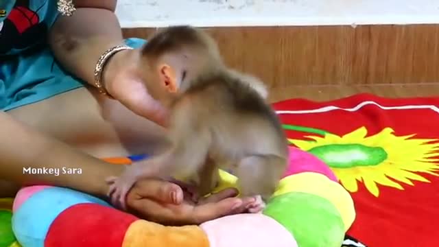 So Sweet My Beby Monkey Sara Sweet Kiss Mom,s Very Softly After Drink Milk 🥛