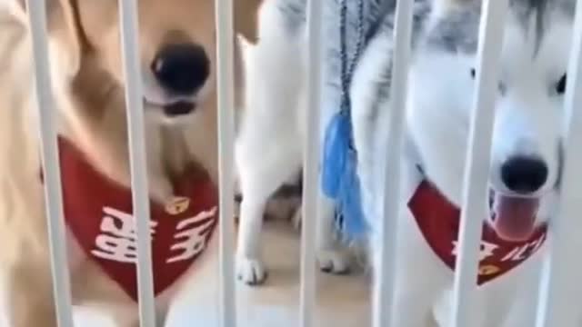 Funny DOGS Run For Life🤣 #shorts #funnydogsofinstagram #funnymemes #funnyanimals #doglove #dogphotography #instagram #funnycat #puppies #adoptdontshop #of #rescuedog #fluffydog #dogsbeingbasic #funnyvideo #funnypuppy #cutepuppy #dogsdoingthings #golden