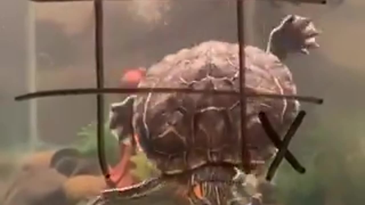 Playing tic-tac-toe against a turtle