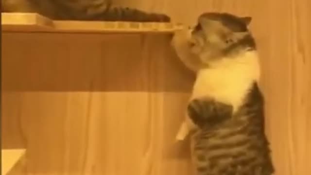FUNNY CAT SHOUTING WHYYYYY!!!