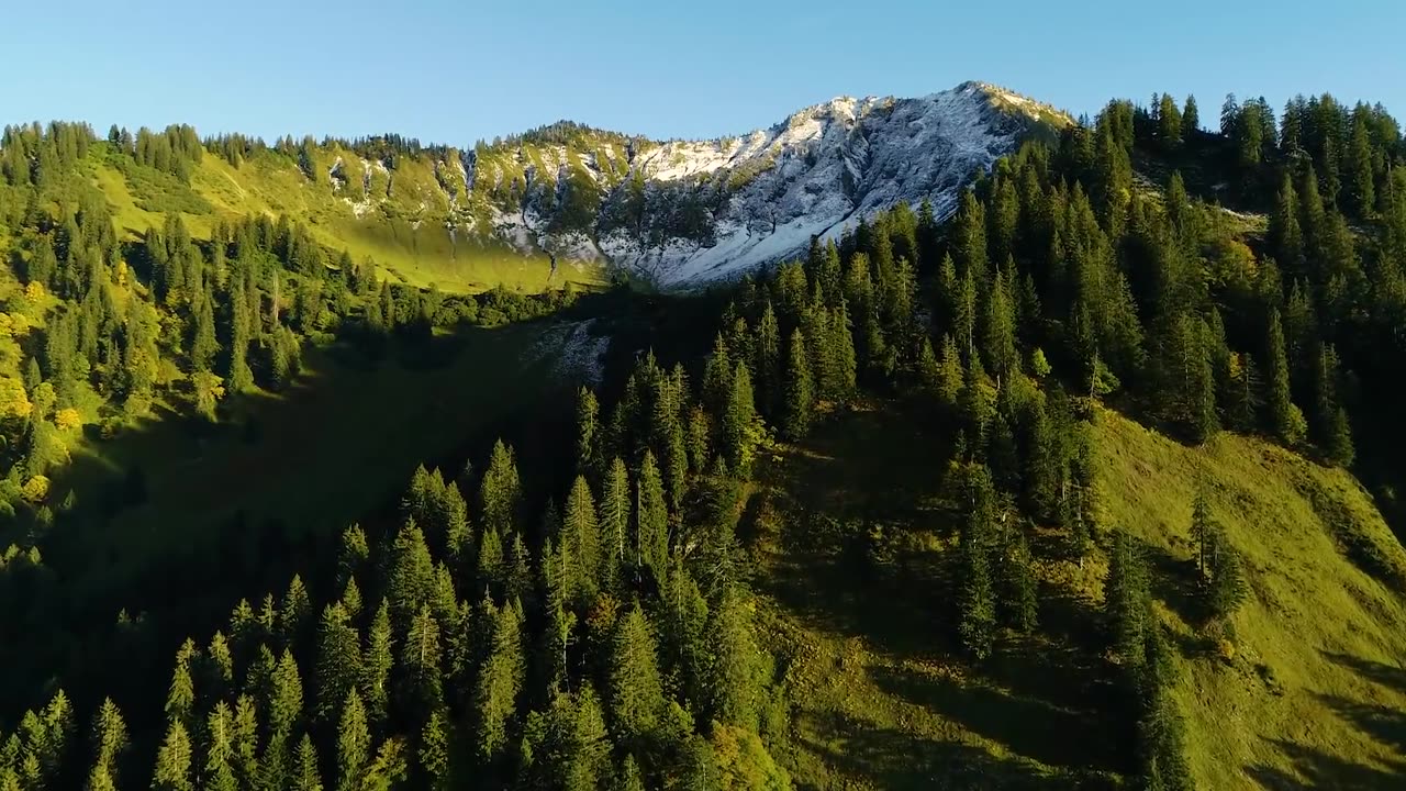 Gentle Bird Songs Sounds • Nature Meditation, Stress Relief