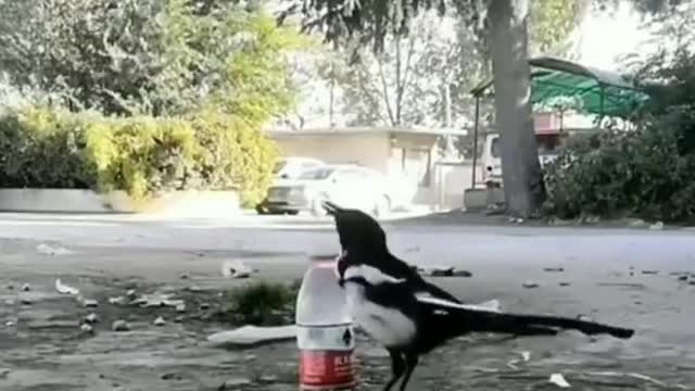 Monkey Funny and comedy clips