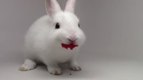 Bunny eats a raspberry with cute noises