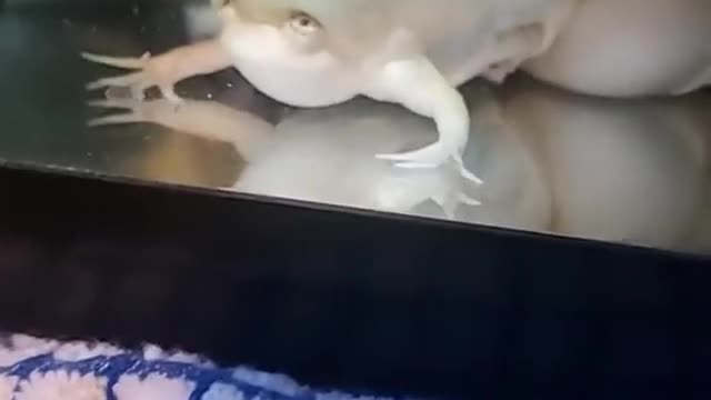 🐸 This Frog Might Be The Most Unique You've Ever Seen! | Interesting Facts #Shorts #topchannel