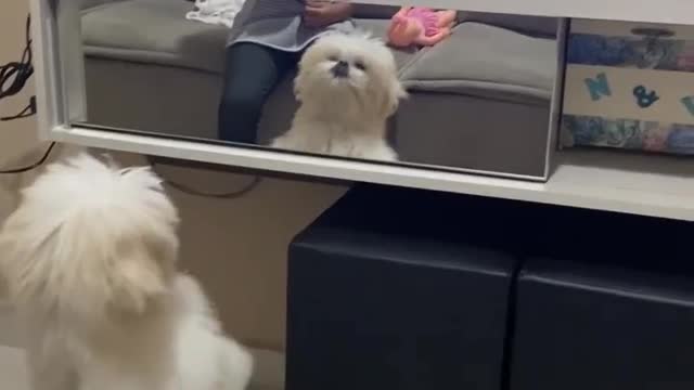 Cute dog prank videos funny animals prank videos