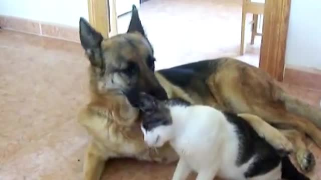 German shepherd Dog & Cat in love 2021