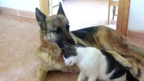 German shepherd Dog & Cat in love 2021