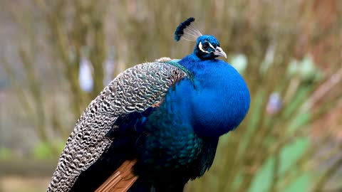 Peacock Close up