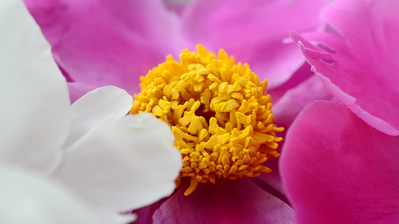 Pink and white flowers in a close up shot