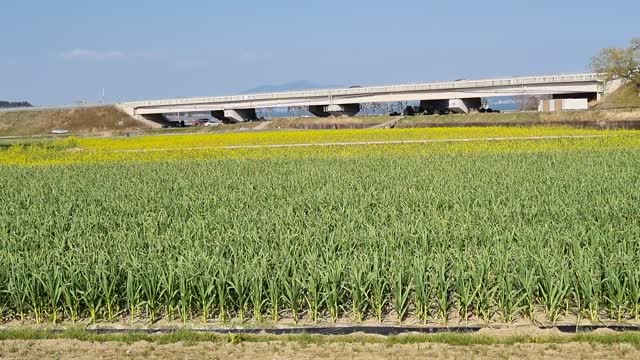 spring fields.